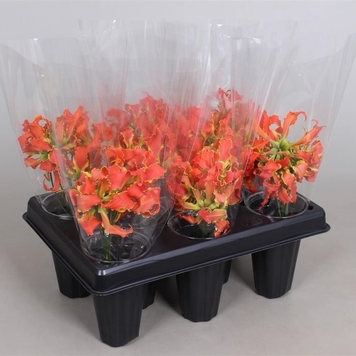 GLORIOSA EXOT ORANGE