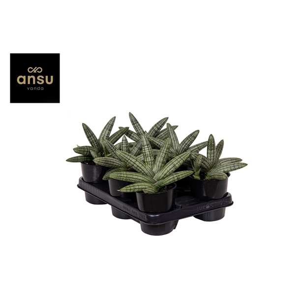 <h4>Sansevieria Inti Glory</h4>