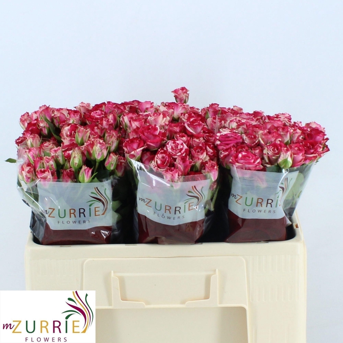 <h4>R TR FIREWORKS</h4>