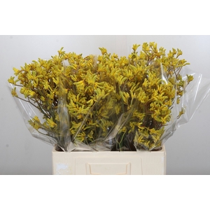 Anigozanthos Bush Down