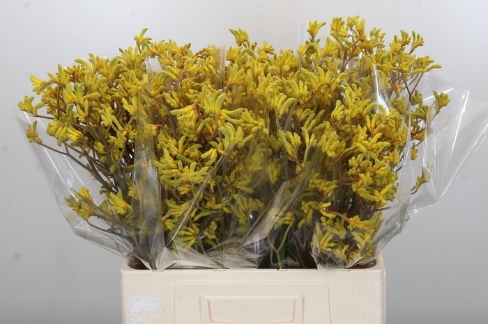 Anigozanthos Bush Down