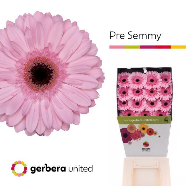 <h4>Gerbera diamond pre-semmy</h4>