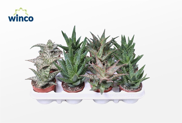 <h4>Aloe Gemengd</h4>