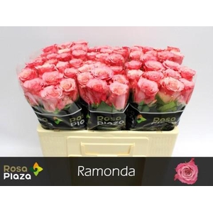 Rosa large ramondo