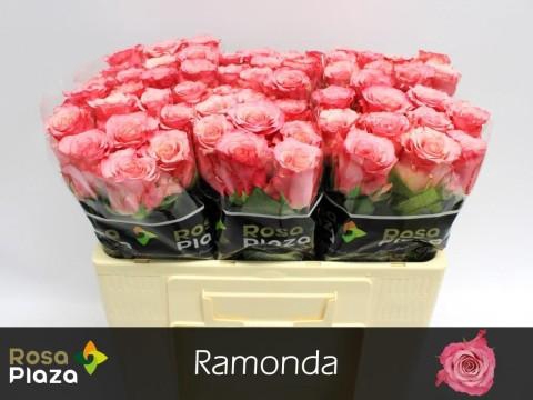 <h4>Rosa large ramondo</h4>