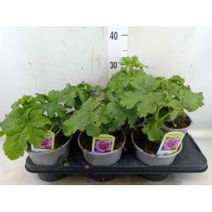 Alcea rosea