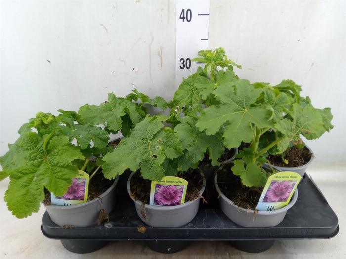 <h4>Alcea rosea</h4>