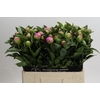 Paeonia Monsieur Jules Elie