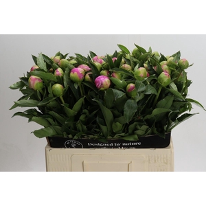 Paeonia Monsieur Jules Elie