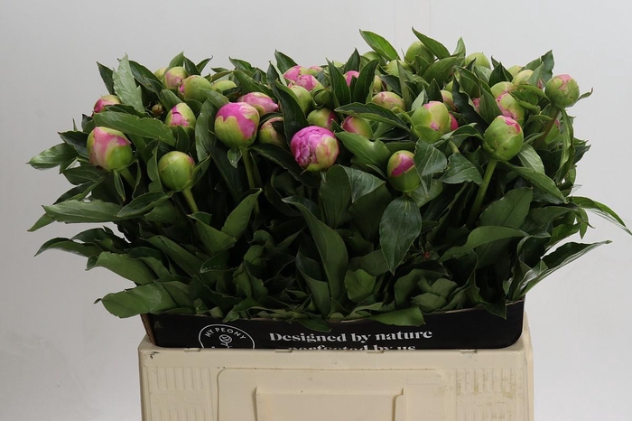 <h4>Paeonia Monsieur Jules Elie</h4>