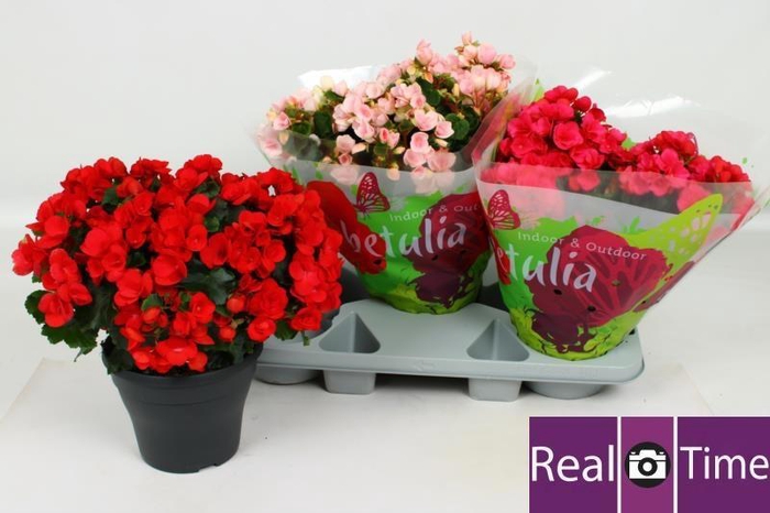 <h4>BEG EN BETULIA GEM</h4>