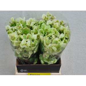 HELL FRK MOLLYS WHIT