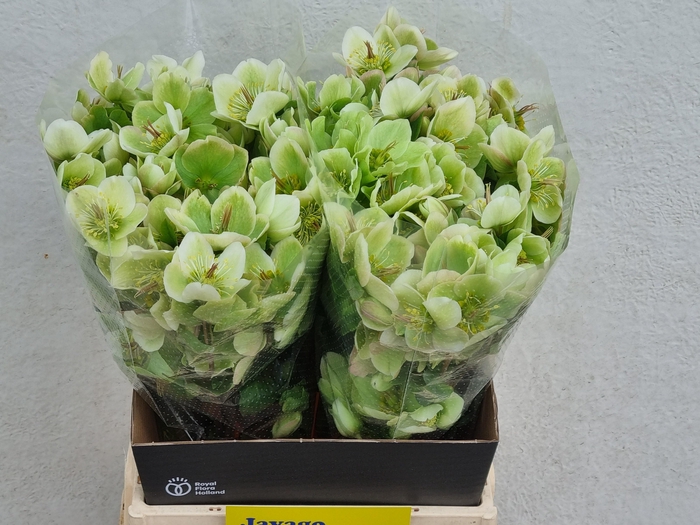 <h4>HELL FRK MOLLYS WHIT</h4>