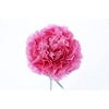 CRAVO 060 CM ROSA