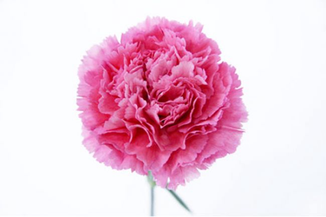 CRAVO 060 CM ROSA