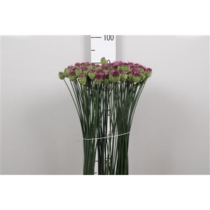 Allium Sphaerocephal
