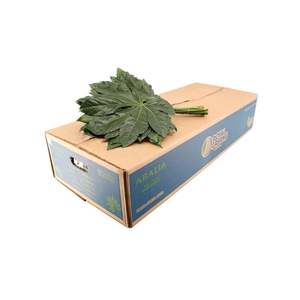 Aralia Medium Vp X5