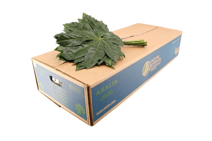 <h4>Aralia Medium Blauwe Doos</h4>