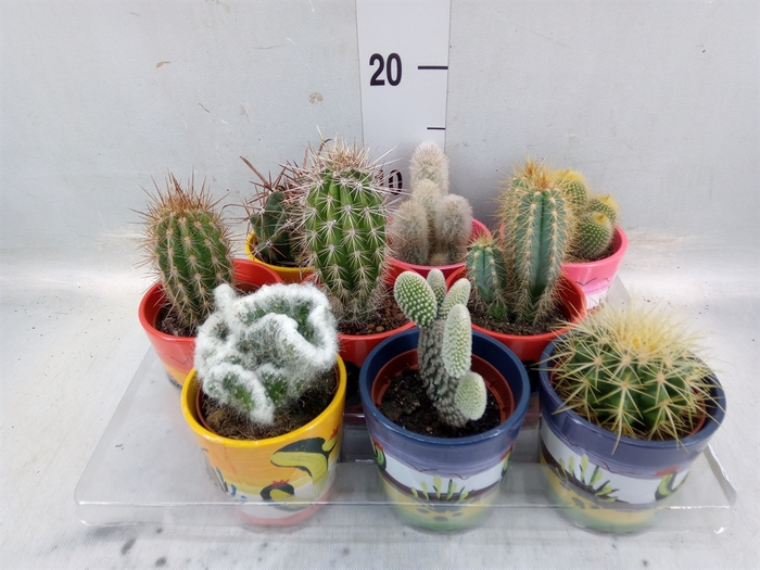 <h4>Cactus   ...</h4>