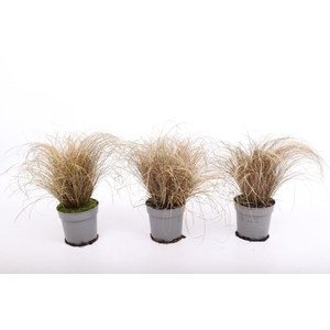 Carex comans Bronco