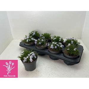 PHLOX S FAB BLUE D C