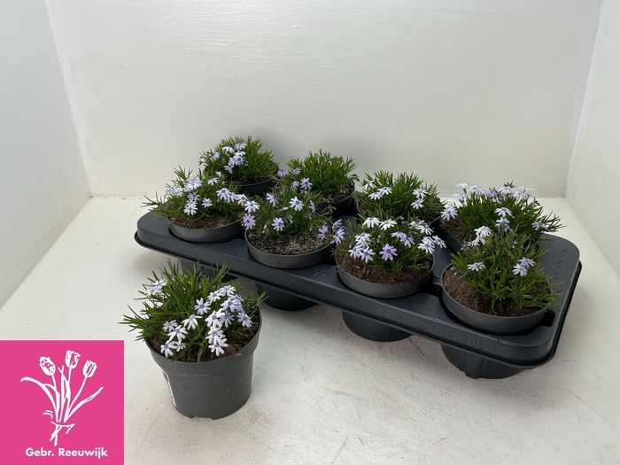 <h4>PHLOX S FAB BLUE D C</h4>