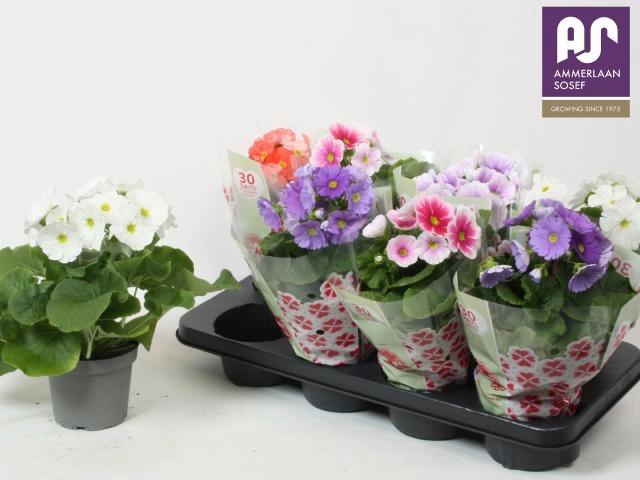 <h4>PRIM OB TM GEM</h4>