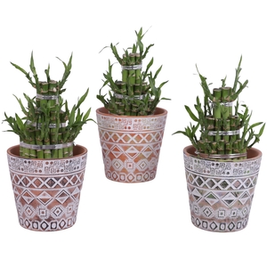 Lucky Bamboo Shape Round 3B Ø14cm Ceramic Pot Maya