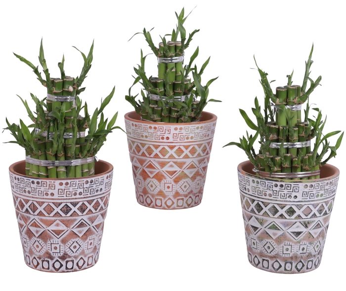 <h4>Lucky Bamboo Shape Round 3B Ø14cm Ceramic Pot Maya</h4>