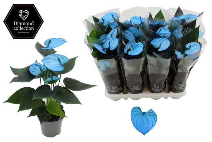 <h4>Anthurium Andr. Cocos</h4>
