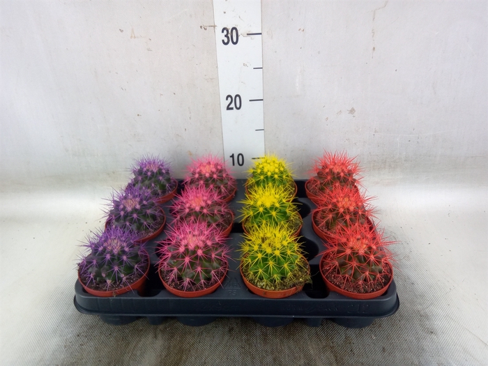 <h4>Echinocactus grusonii</h4>