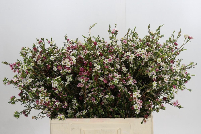 Chamelaucium uncinatum 'Dual Star'