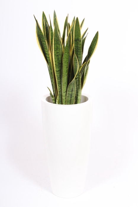 <h4>Sansevieria Laurentii in Santorini pot "wit"</h4>