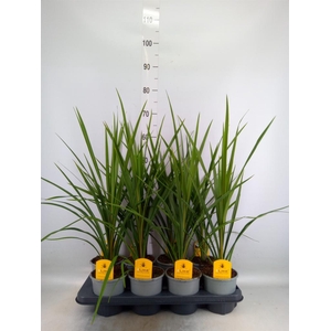 Cordyline indivisa 'Peko'