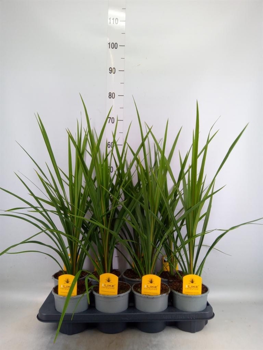 <h4>Cordyline indivisa 'Peko'</h4>