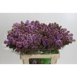 Syringa Vulg Dark Koster