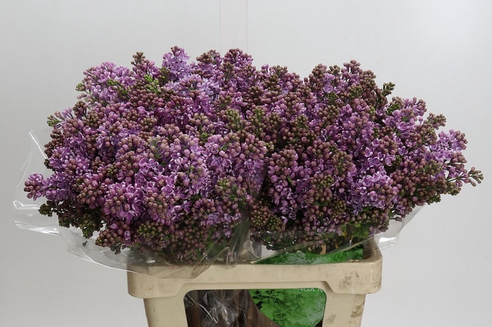 <h4>Syringa Vulg Dark Koster</h4>
