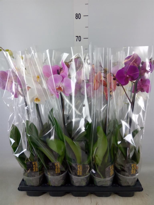 <h4>Phalaenopsis ...mix 5</h4>