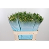 Alstroemeria Layla 90 Gram