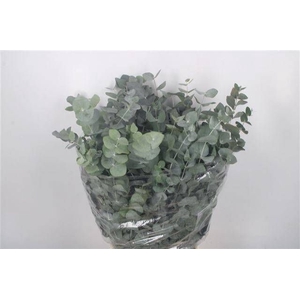 EUC CINEREA PER BOS