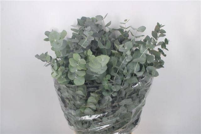 <h4>EUC CINEREA PER BOS</h4>