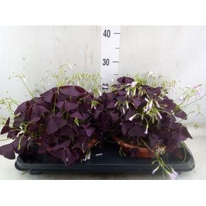 Oxalis trian. 'Mijke'