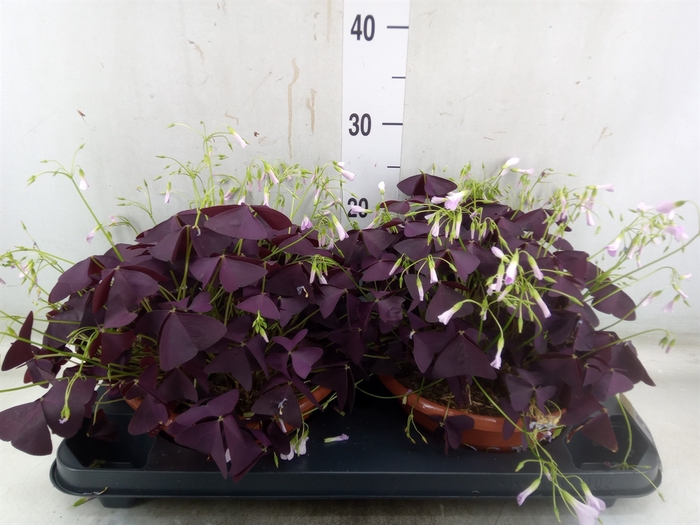 <h4>Oxalis trian. 'Mijke'</h4>