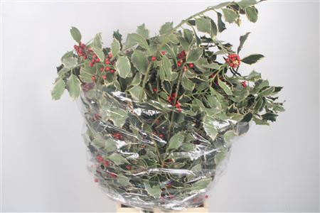 <h4>Ilex Bont Per Bunch</h4>