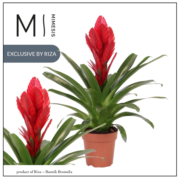 <h4>Vriesea Intenso Red</h4>