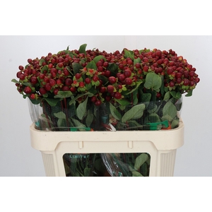 Hypericum Magical Seasons