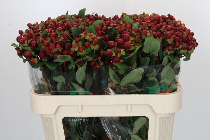 Hypericum Magical Seasons
