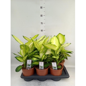 Dieffenbachia  'Summer Style'