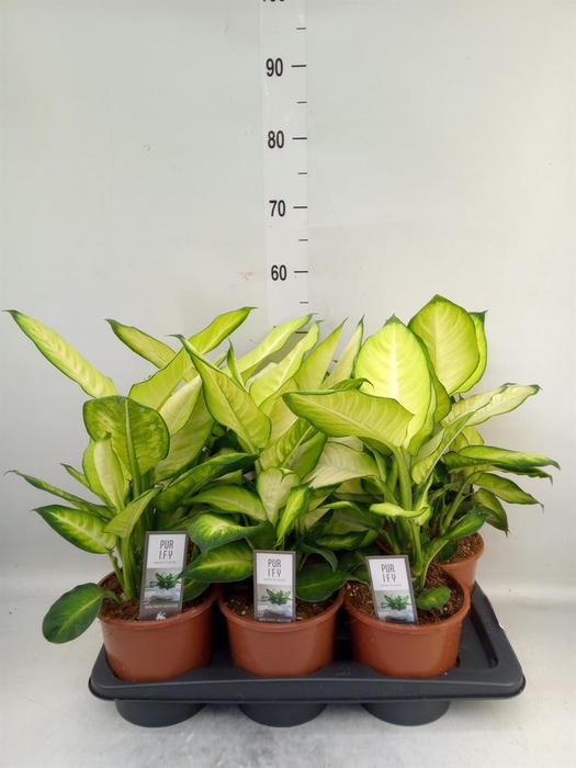 <h4>Dieffenbachia  'Summer Style'</h4>
