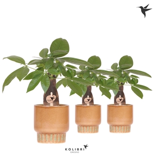 Kolibri Greens Pachira in Bold pot cognac